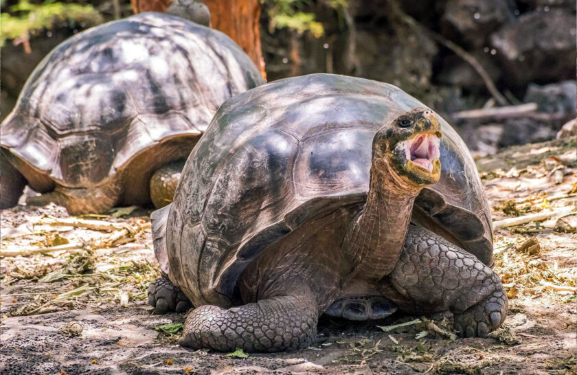 Origins of Species: Galápagos Islands Vacation