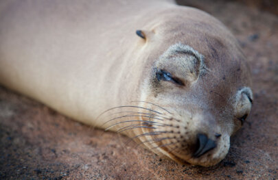 Origins Of Species: Galápagos Islands Vacation