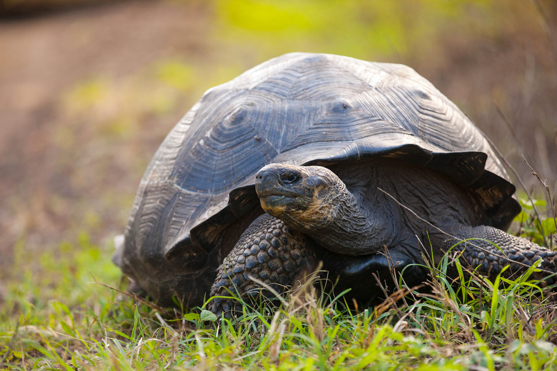 Origins of Species: Galápagos Islands Vacation